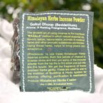 Himalayan Herbs Incense Powder