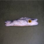 Felt Toy