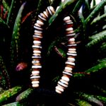 Hippie Fashion Tibetan Bone Bracelet