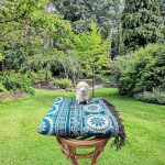 Chakra Flower Woolen Shawl Chakra Flower Nepali Shawl